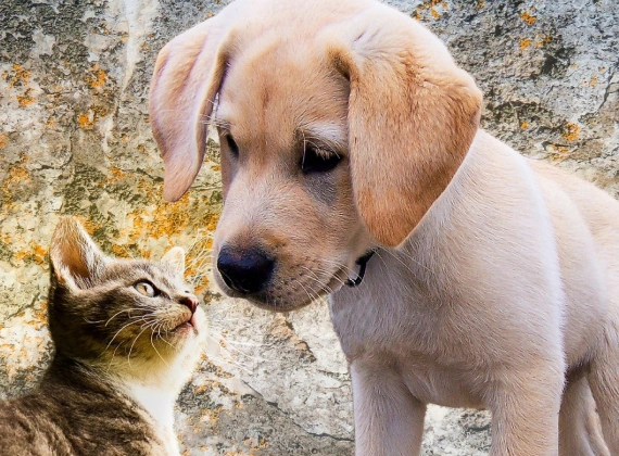 puppy and kitten of Charlotte, NC