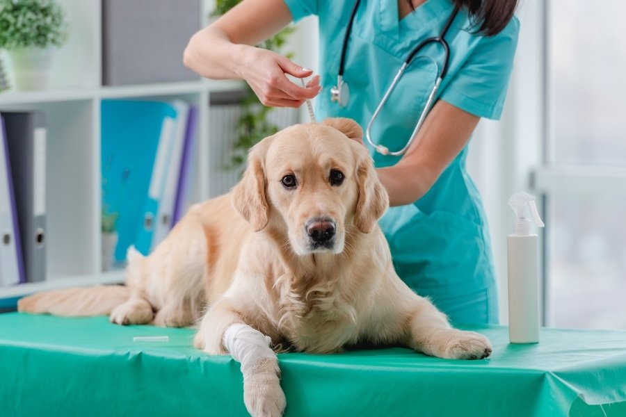 Pet’s Vaccination