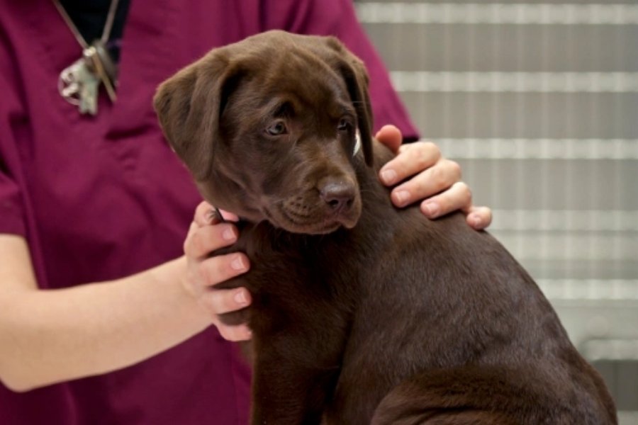 Senior Pet Get a Check-Up