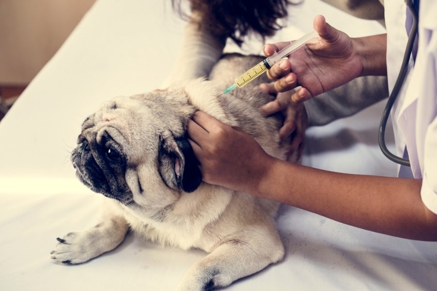 Vaccines Are Actually Necessary for Dogs