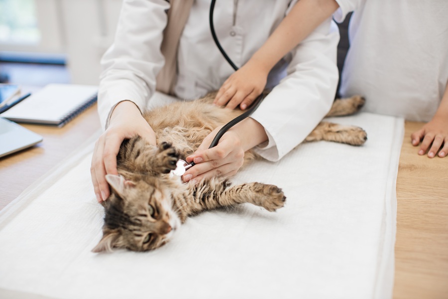 Pet’s Vital Signs Reveal Beyond the Stethoscope