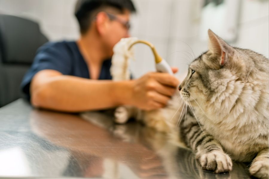 Senior Pet Wellness Exams