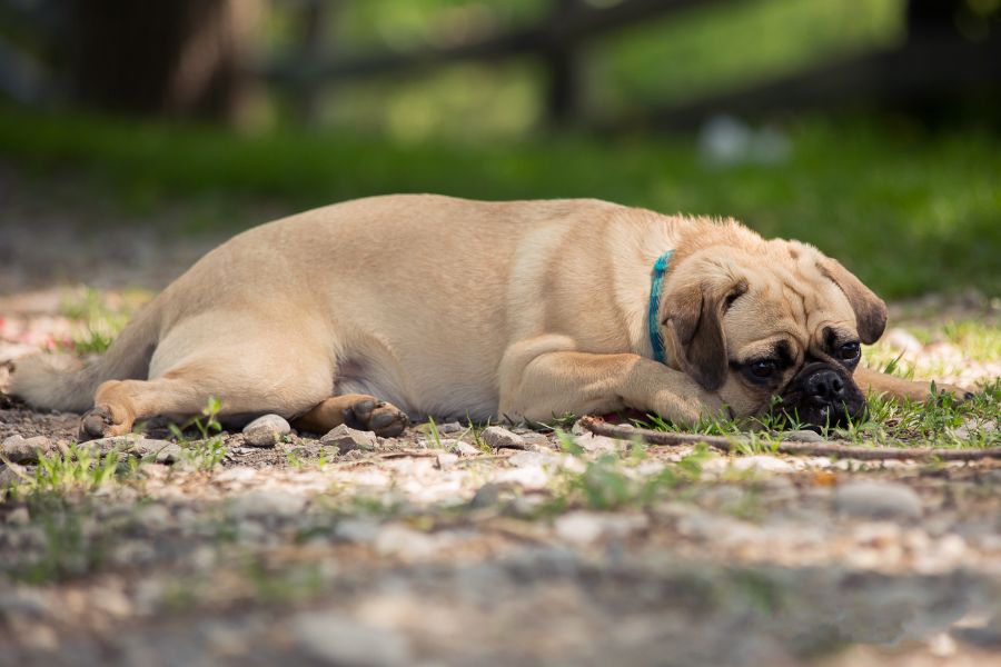 dog vomiting treatment
