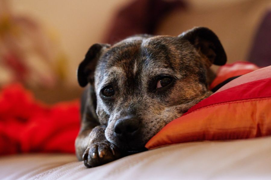 Safe pain relief for pets