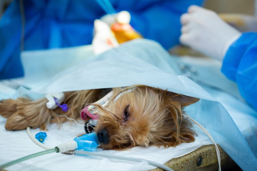 Veterinary Surgeon