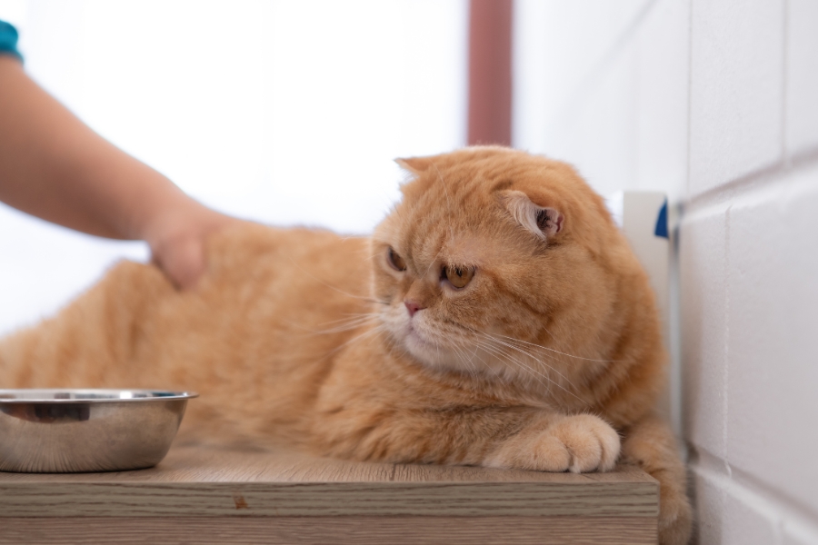 winter nutrition for pets