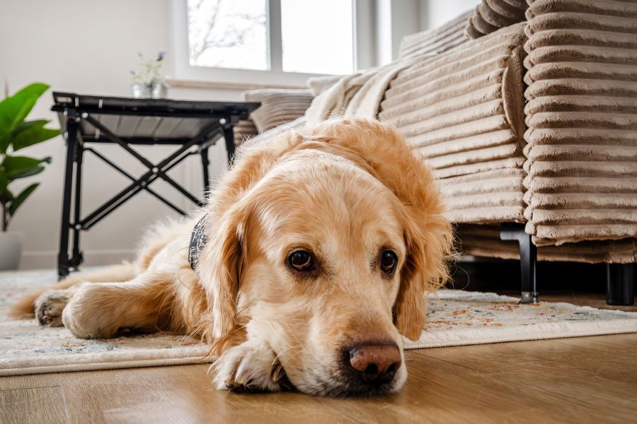 Prevent Golden Retriever Cancer
