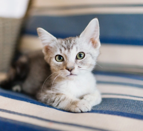 our-petdesk-app