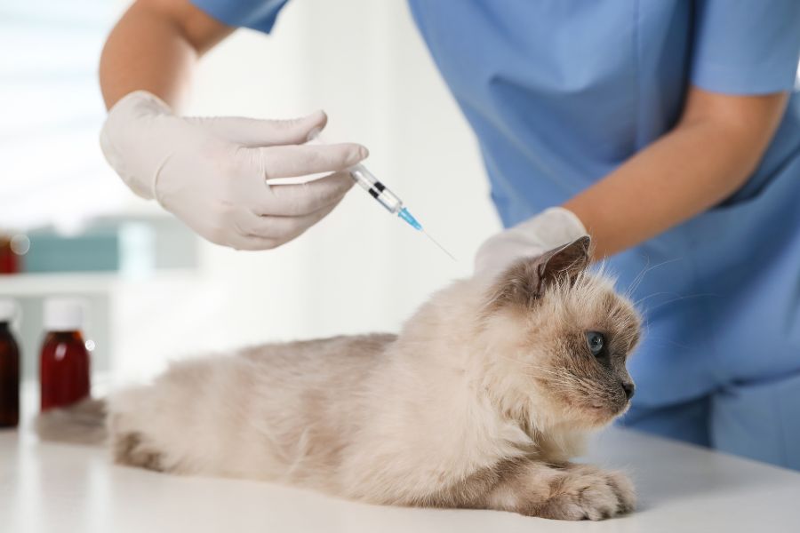 cat vaccine side effects