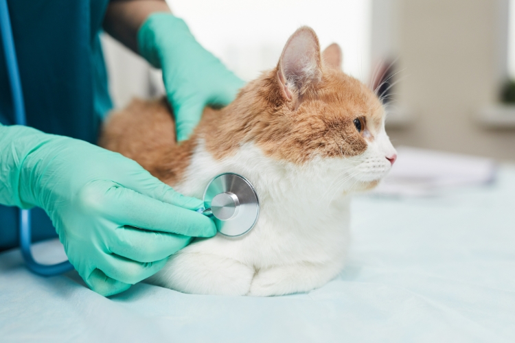 how-veterinarians-help-pets-live-longer-and-healthier-lives
