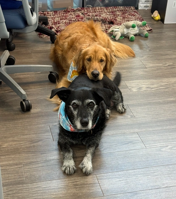 Advanced-Care-for-Your-Furry-Friend