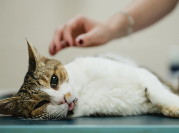 additional-diagnostic-care