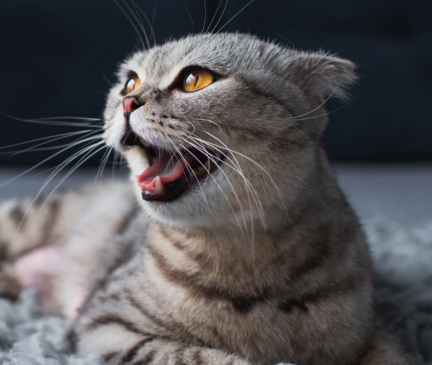 Signs Your Cat May Need Dental Care