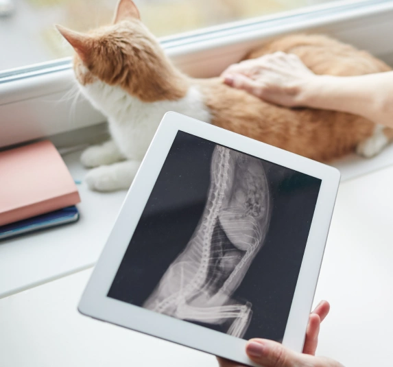 Comprehensive Diagnostic Care for Your Cat's Health