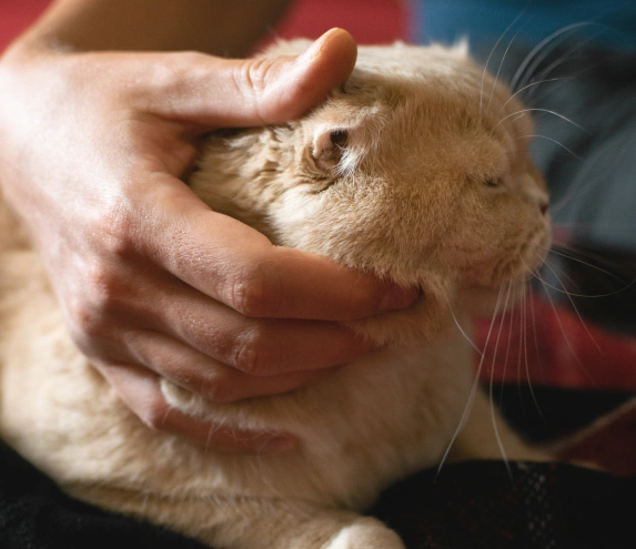 Dedicated Care for Your Cat’s Pain Relief