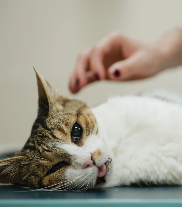 Our Cat Pain Management Services