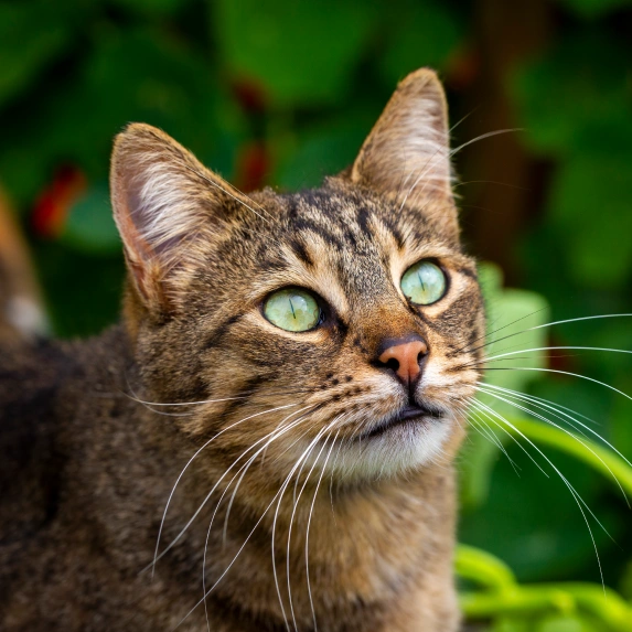 Build a Healthy Foundation for Your Cat’s Life