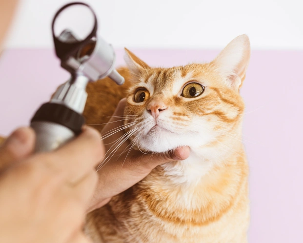 Year-Round Parasite Control for Your Cat