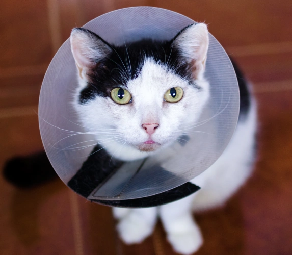 Quality Surgical Services for Your Cat's Health