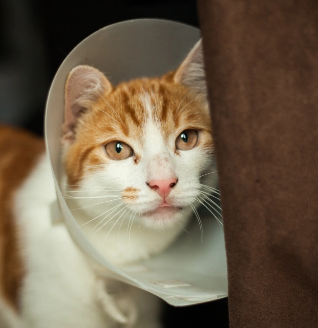 What to Expect Before, During, and After Your Cat’s Surgery