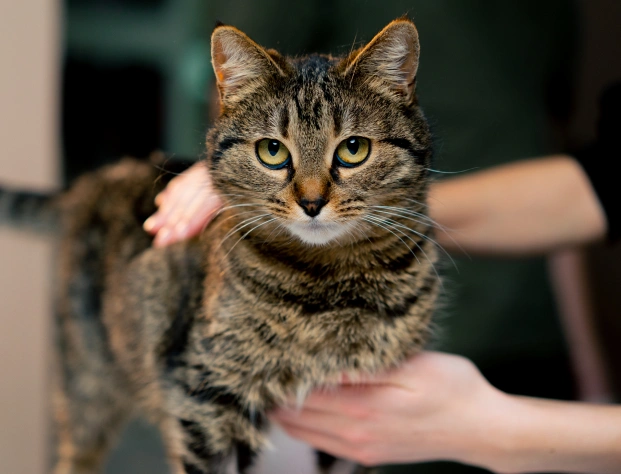 Benefits of a Cat Wellness Plan