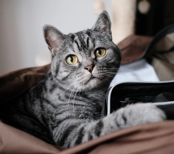 Personalized Wellness Plans for Your Cat