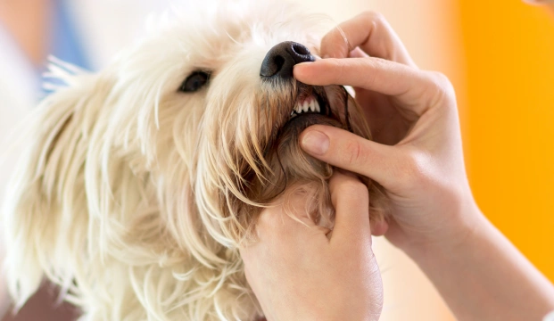 At-Home Dental Hygiene for Your Dog