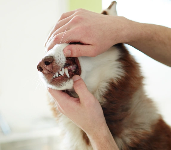Prevent Dental Disease in Dogs Early