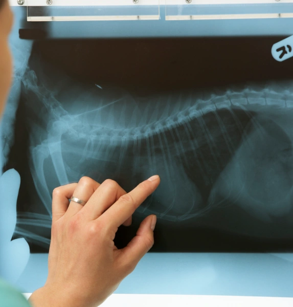 Routine Dog Diagnostics for Ongoing Health