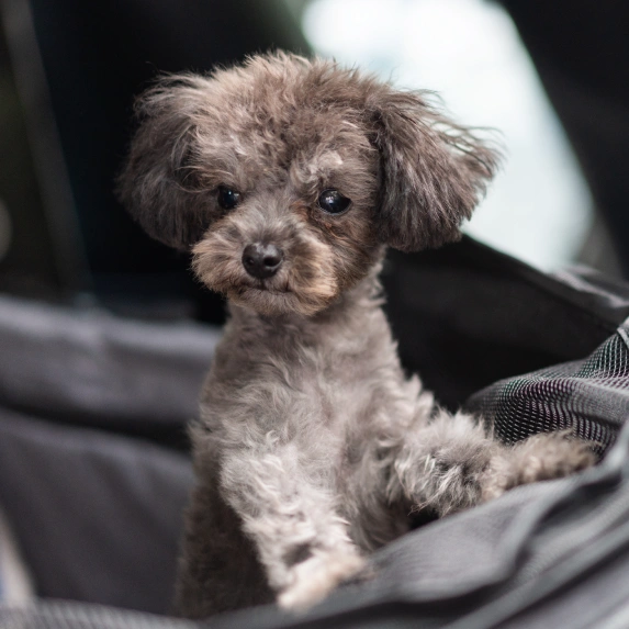 Prevent Problems and Protect Your Dog’s Health