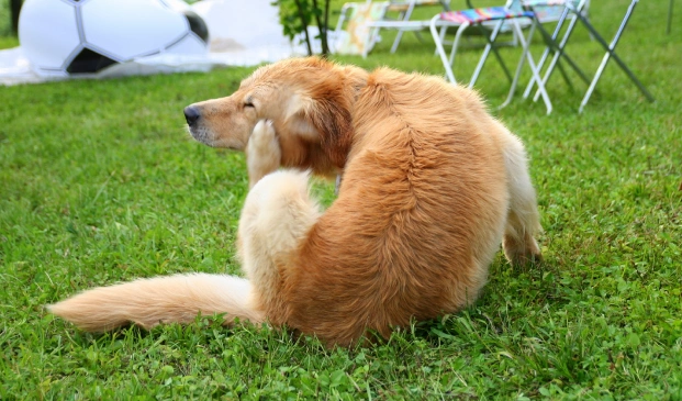 Shield Your Dog From Harmful Parasites