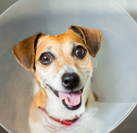 Trusted Surgical Services for Total Dog Health