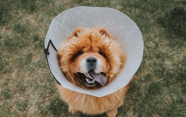 What to Expect Before, During, and After Surgery