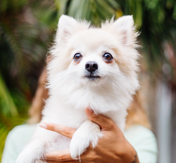 Keep Your Dog Healthy With a Wellness Plan