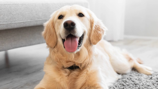 Tailored Plans for Dogs of All Ages