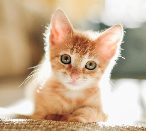 Compassionate Kitten Care for a Healthy Start