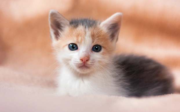 Introducing Your New Kitten to Other Cats