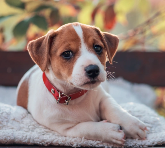 Starting Your Puppy’s Journey With the Best Care