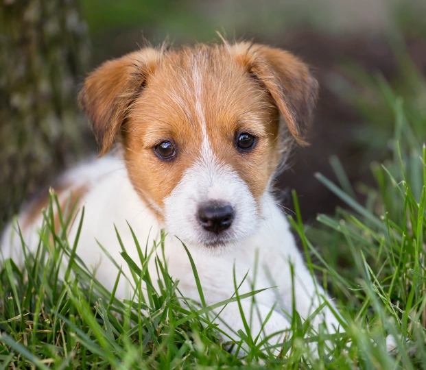 Vaccinate Your Puppy for a Healthy Future