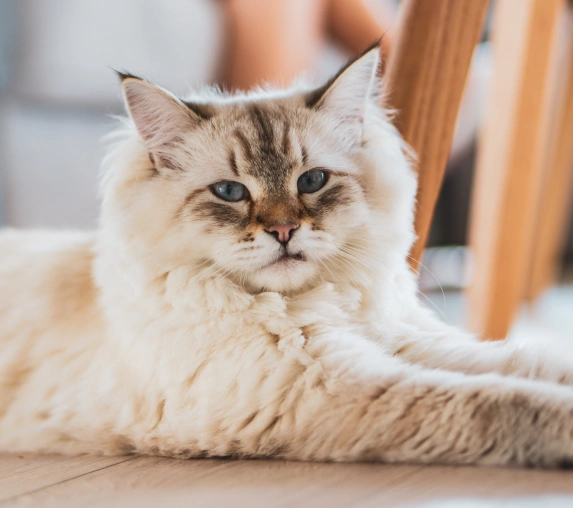 Specialized Senior Cat Care for Your Cat’s Golden Years