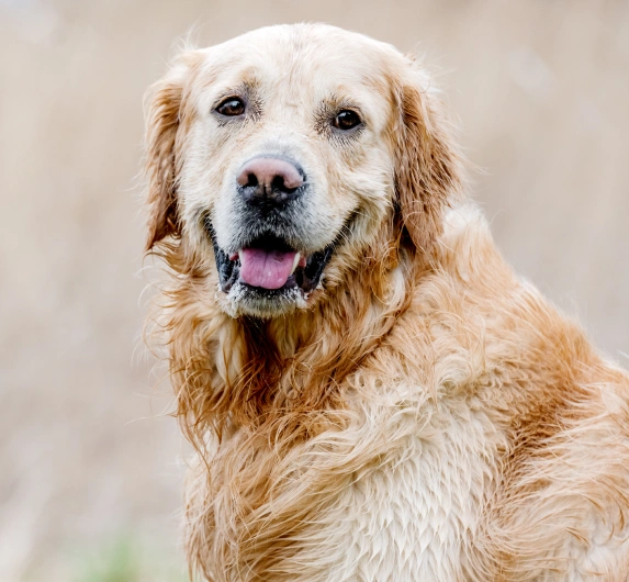 Providing Senior Dog Care for a Healthy Life