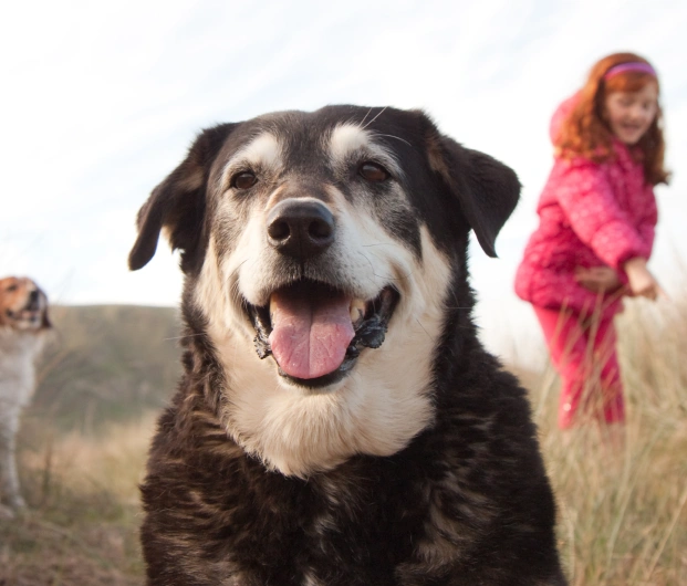 Senior Dog Wellness and Pain Management