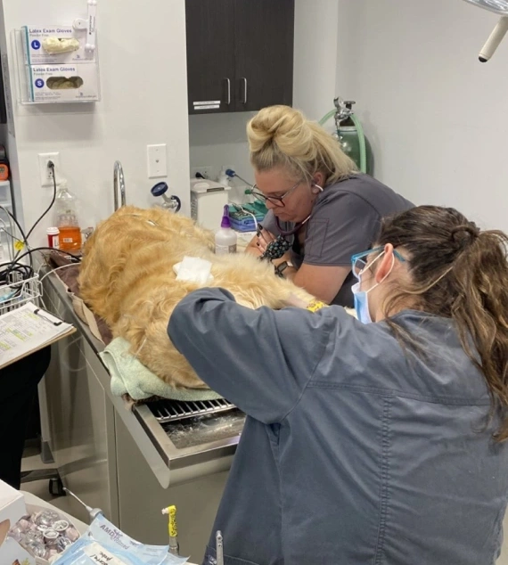 veterinary-pet-surgery