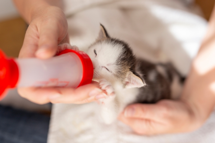 how-to-take-care-for-a-kitten