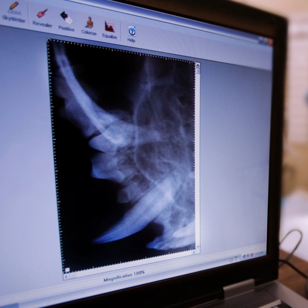 dog-diagnostic-care-Peek-Inside-With-Endoscopy-for-Your-Dog’s-Health