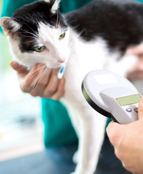 Microchipping