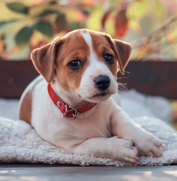 Complete Wellness Plans for Dogs & Cats