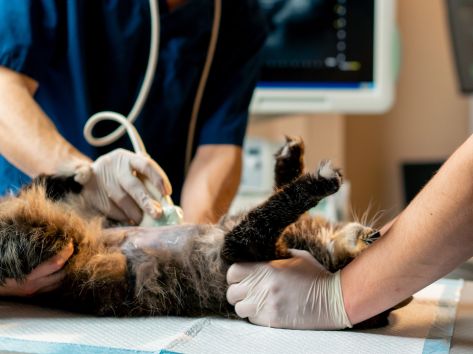regular-diagnostic-tests-are-crucial-for-your-pets-health