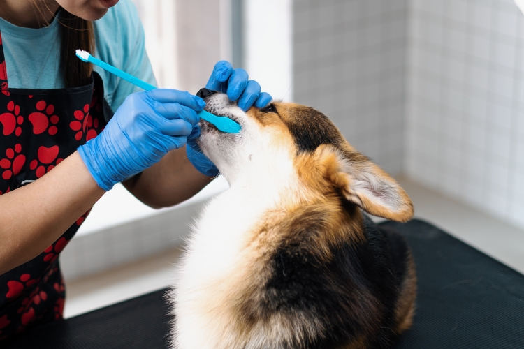 vet-tips-to-avoid-common-mistakes-when-cleaning-your-dogs-teeth
