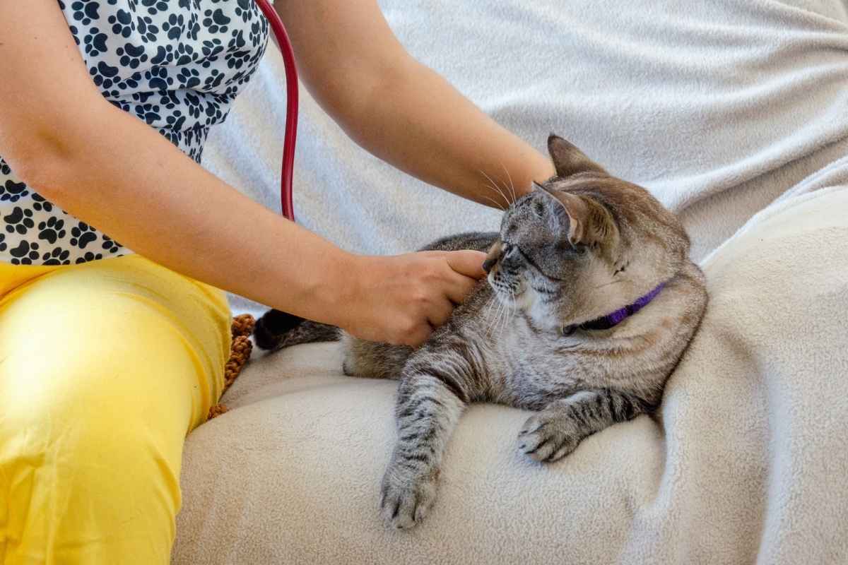 pet-illness-house-call-vet